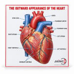 The Outward Appearance of the Heart